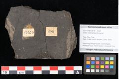 Foto (Objekt + Etikett) von Voltzia heterophylla Brongniart (NHMW-GEO-2024-0188-10579)